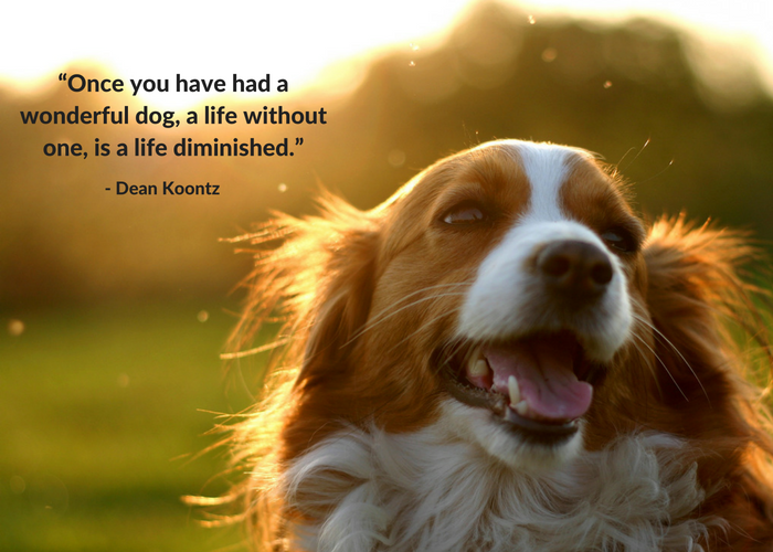 #quote, #dog, #motivation